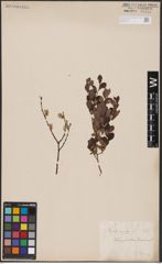 Foto von Salix aurita L.